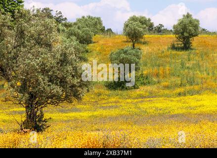 Ulivi in un prato di fiori selvatici gialli Foto Stock