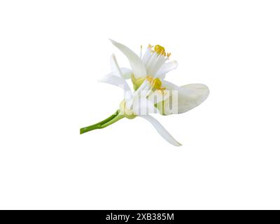 Mazzo di fiori d'arancio isolato su bianco. Fiori e boccioli di agrumi amari bianchi. Fiorisce il Fleur d'oranger. Fiore fragrante di Neroli. Bellissimo flo Foto Stock