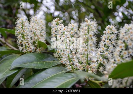 Prunus laurocerasus fioritura. alloro ciliegia bellissimi fiori bianchi cremosi con stami giallastri. Infiorescenze di racema di alloro comune e oscurità Foto Stock