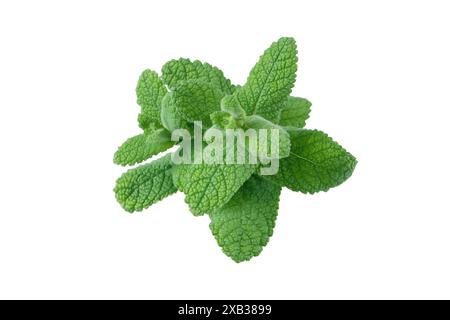 Mentha o rami soffici verdi alla menta isolati su bianco. Foglie di erbe culinarie. Menta di mela o pianta di menta suaveolens. Aromaterapia o tè alle erbe ingerito Foto Stock