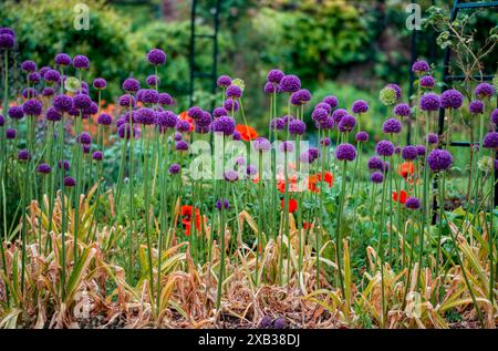 Allium e papaveri nel giardino recintato di Hinton Ampner, Hampshire, Regno Unito Foto Stock