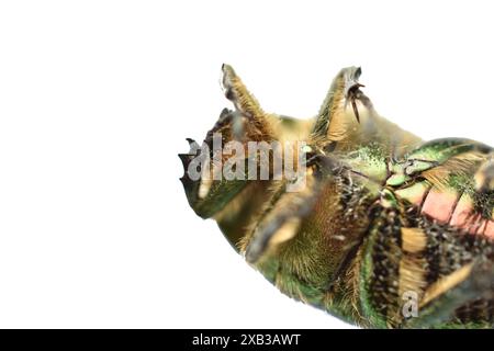 Primo piano di uno scarabeo chiamato scarabeo di bronzo dorato. Lo scarabeo finge di essere morto. Foto Stock