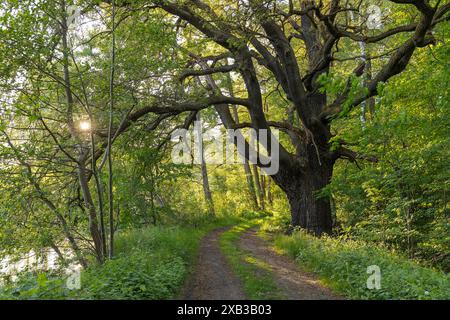 Alte Eiche quercus und Waldweg, Oberer Oberteich bei Rietschen, Oberlausitzer Heide- und Teichlandschaft, Sachsen, Deutschland *** quercus e Foto Stock