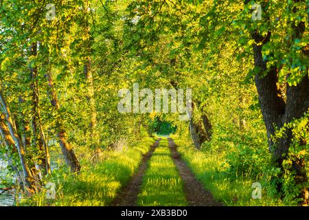 Stimmungsvolles Abendlicht auf einem Waldweg am Eichichtteich bei Rietschen, Oberlausitzer Heide- und Teichlandschaft, Sachsen, Deutschland *** atmosp Foto Stock