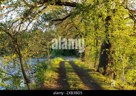 Stimmungsvolles Abendlicht auf einem Waldweg am Eichichtteich bei Rietschen, Oberlausitzer Heide- und Teichlandschaft, Sachsen, Deutschland *** atmosp Foto Stock