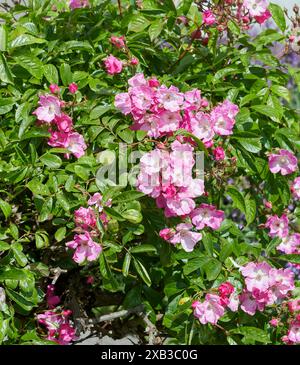 "Ballerina" con rose standard Foto Stock