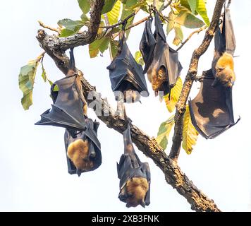 Vista ad angolo basso dei pipistrelli da frutta appesi al tronco dell'albero Foto Stock