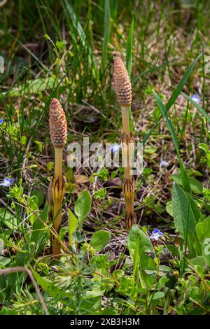 L'Equisetum Arvense, il cavallo di campo o cavallo comune, è una pianta perenne erbacea della famiglia Equisetaceae. Pianta di Horsetail Equisetum arv Foto Stock