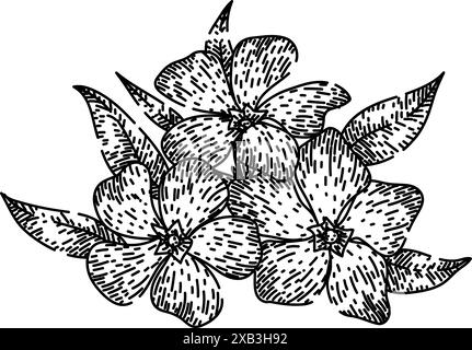 madagascar periwinkle schizzo vettore disegnato a mano Illustrazione Vettoriale