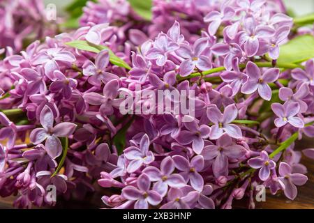 Comune Syylan vulgaris lilla che fiorisce con doppi fiori viola-viola circondati da foglie verdi in primavera. Foto Stock