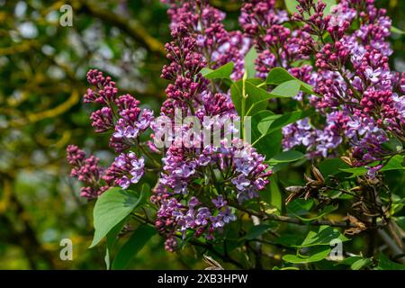 Comune Syylan vulgaris lilla che fiorisce con doppi fiori viola-viola circondati da foglie verdi in primavera. Foto Stock