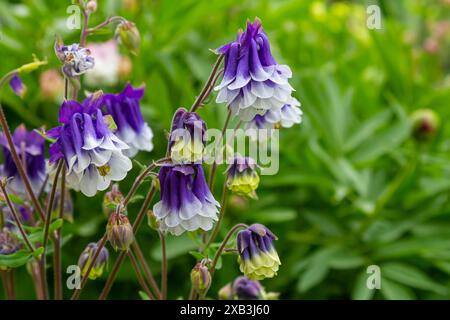 Aquilegia fiorita, pianta columbine nel giardino. splendido sfondo floreale primaverile. Foto Stock