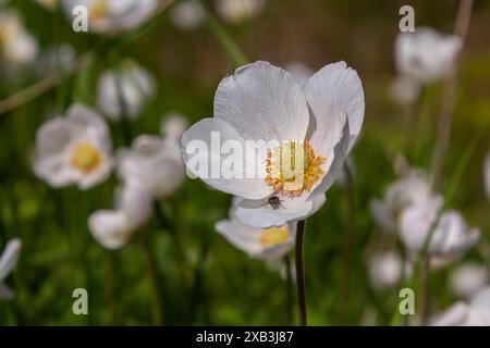 Anemonoides sylvestris Anemone sylvestris, noto come anemone a goccia di neve o fiore a goccia di neve, è una pianta perenne che fiorisce in primavera. Foto Stock