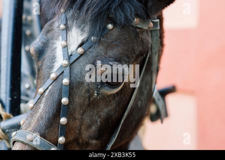 Colpo di testa di un cavallo di razza pura sullo sfondo naturale al ranch rurale durante lo spettacolo ippico estivo Foto Stock