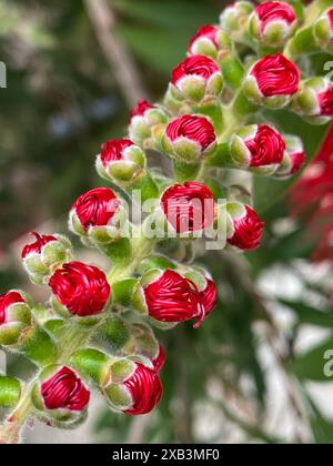 Primo piano dei colori rosso brillante di Bottlebrush. Primo piano di fiori rossi in fiore su uno stelo verde, gemme strette e pronte a fiorire. Foto Stock