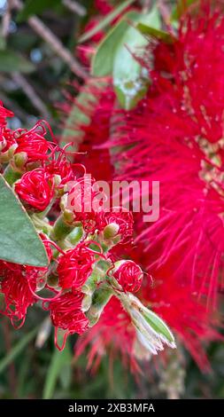 Primo piano di fiori di Bottlebrush rosso brillante con petali sottili e delicati. Sullo sfondo, potete vedere altri fiori e foglie verdi in un ambiente naturale. Copia dello spazio. Foto Stock