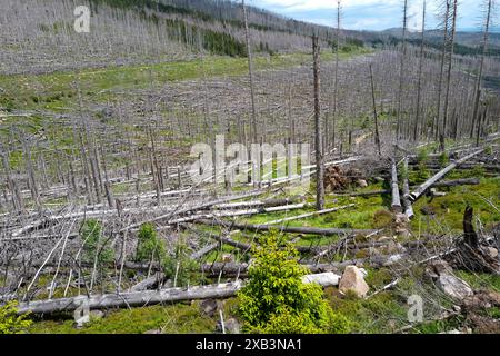 Alberi morti e morenti sulle montagne di Harz, bassa Sassonia, Germania Foto Stock