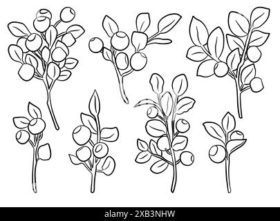 Insieme di vettori di icone disegnate con bacche. Illustrazione dei mirtilli frutta monocromatica per prodotti agricoli di design, etichetta del mercato negozio vegetariano. Illustrazione Vettoriale