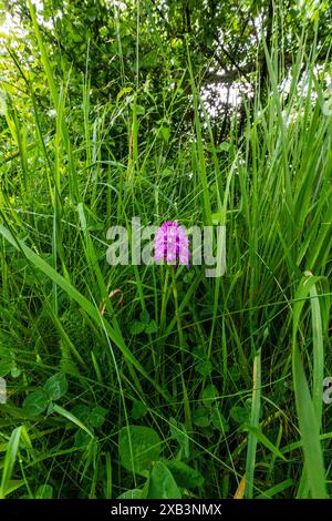 Orchidee piramidali in un'orchidea erbosa. Crickley Hill Country Parkloucestershire. REGNO UNITO. Foto Stock