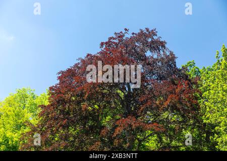 Blutbuche Fagus sylvatica F. purpurea im Abtnaundorfer Park, Lipsia, Sachsen, Deutschland *** faggio europeo Fagus sylvatica f purpurea in Abtnaundor Foto Stock