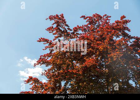 Blutbuche Fagus sylvatica F. purpurea im Abtnaundorfer Park, Lipsia, Sachsen, Deutschland *** faggio europeo Fagus sylvatica f purpurea in Abtnaundor Foto Stock