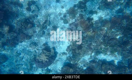 Fotografie di pesci e coralli in Oman vicino a Mascate durante il sole primaverile Foto Stock