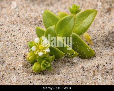 Sea Sandwort, Honkenya peploides, dettaglio ravvicinato di foglie succulente Foto Stock