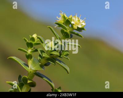 Sea Sandwort, Honkenya peploides, dettaglio ravvicinato di foglie succulente Foto Stock