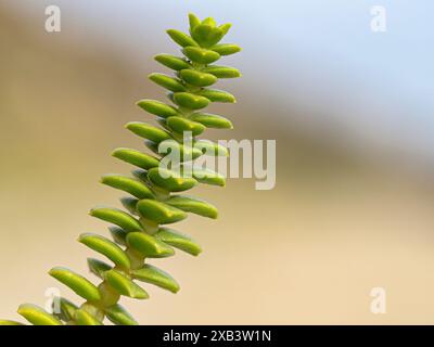 Sea Sandwort, Honkenya peploides, dettaglio ravvicinato di foglie succulente Foto Stock