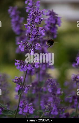 Bumblebee's Dance tra i fiori di gattino. Foto Stock