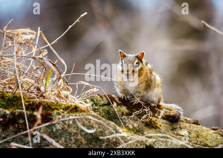 Un chipmunk fa una pausa su una roccia mentre si aggira in cerca del suo prossimo pasto. Foto Stock