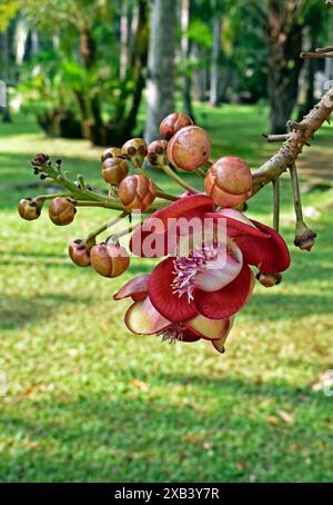 Fiori e boccioli di Cannonball (Couroupita guianensis) a Rio de Janeiro, Brasile Foto Stock