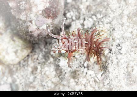 Un giovane Rockmover wrasse ben mimetizzato, Novaculichthys taeniourus, nuota sulla sabbia di una barriera corallina in Indonesia. Questi piccoli pesci simulano l'agrasso marino. Foto Stock