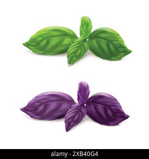 Foglie di basilico, spezie fresche ioslate su sfondo bianco Illustrazione Vettoriale