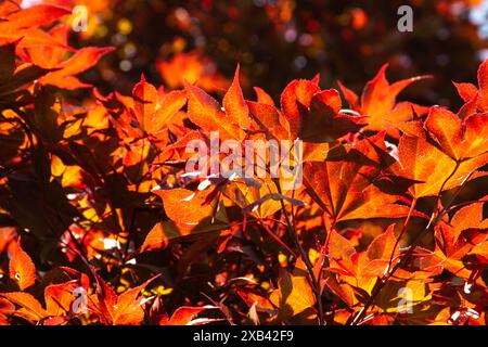 Albero d'acero giapponese rosso brillante, con vivaci colori rosso, arancione e giallo sulle foglie. Foto Stock