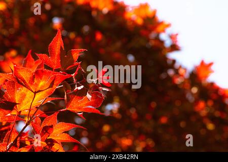 Albero d'acero giapponese rosso brillante, con vivaci colori rosso, arancione e giallo sulle foglie. Foto Stock