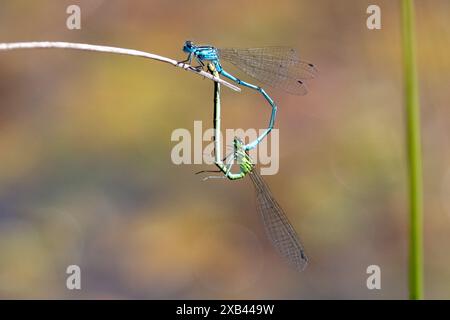 Coppia di damigelle Azure accoppiate, puella Coenagrion. Sussex, Regno Unito Foto Stock