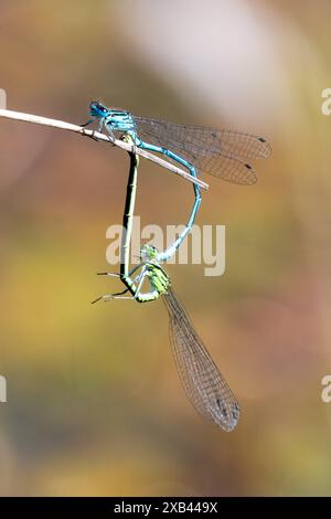 Coppia di damigelle Azure accoppiate, puella Coenagrion. Sussex, Regno Unito Foto Stock