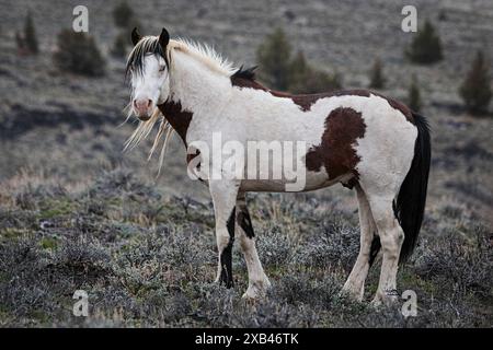 I cavalli selvaggi di Steens Mountain possono spaziare da pinto a pelle di cavallo, rana, baia, palomino, grigio marrone e nero. Foto Stock