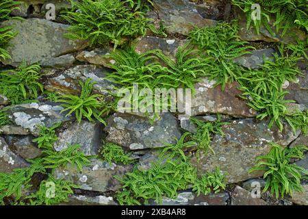 L'Asplenium trichomanes (maidenhair spleenwort) è presente in una varietà di habitat rocciosi e ha una distribuzione quasi mondiale. Foto Stock