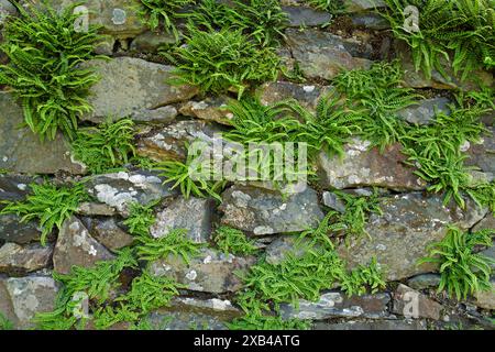 L'Asplenium trichomanes (maidenhair spleenwort) è presente in una varietà di habitat rocciosi e ha una distribuzione quasi mondiale. Foto Stock