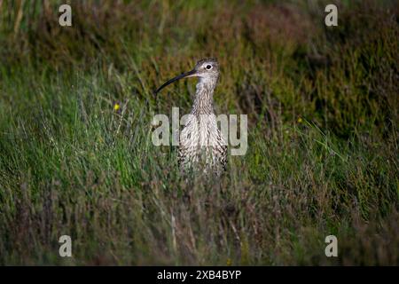 Vista frontale del Curlew eurasiatico, illuminato dal sole (alto wader, lungo becco e occhio curvo, habitat naturale delle brughiere) - Dallow Moor, North Yorkshire, Inghilterra Regno Unito. Foto Stock
