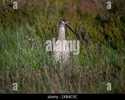 Curlew eurasiatico in piedi da solo (wader alto, lungo becco curvo, habitat naturale delle brughiere in primavera) - Dallow Moor, North Yorkshire, Inghilterra Regno Unito. Foto Stock