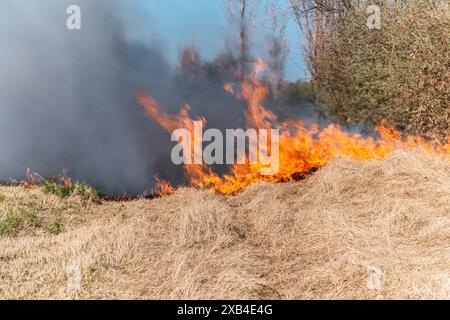 Erba bruciata nel campo, da vicino. La natura va a fuoco. Temi di fuoco, disastri ed eventi estremi. Foto Stock