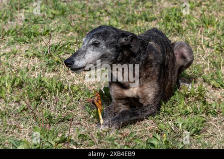 Un cane da strada povero e magro Foto Stock