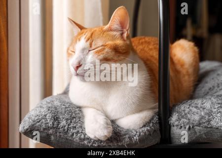 Un giovane gatto sonnolento, che chiude gli occhi, si schianta nel suo letto dietro le tende della stanza, primo piano Foto Stock