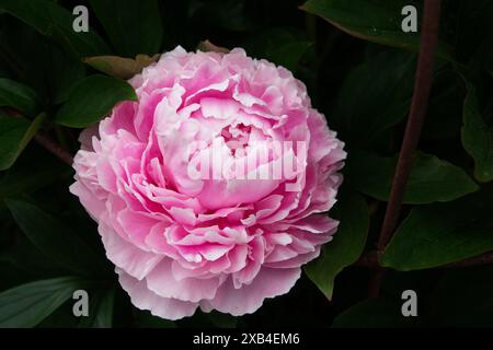 Delicata lactiflora rosa peonia in piena fioritura. Strati di petali con volant con un centro rosa tenue. Foto Stock