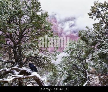 Raven si rilassa all'Hermit's Rest nel Grand Canyon National Park, Arizona Foto Stock