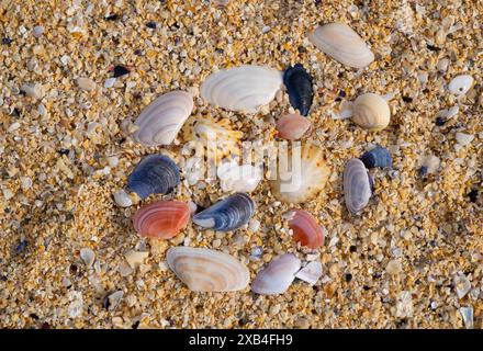 Conchiglie colorate sulla spiaggia di Seilebost, sulla costa occidentale dell'isola di Harris. Foto Stock