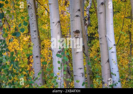 Foresta di aspen autunnale luccicante a Deb's Meadow vicino a Ridgway, Colorado Foto Stock